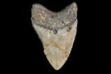 Fossil Megalodon Tooth - North Carolina #147763-1